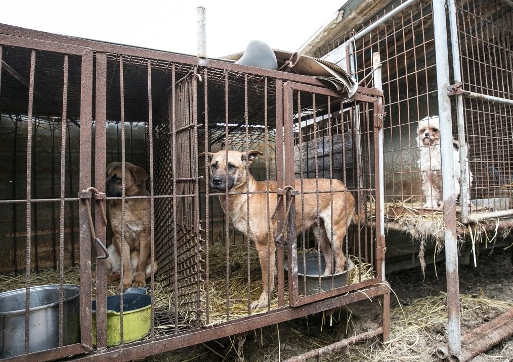 Vastu for farmhouse animals