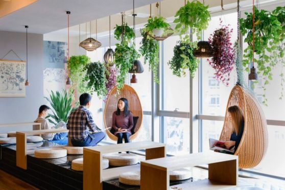 Vastu Tips for Office Indoor Plants 